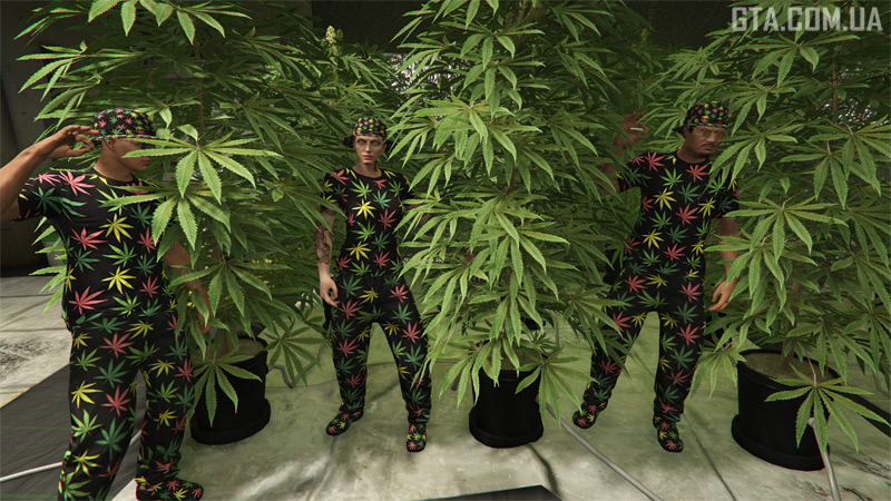 Вирощування домашніх рослин як хобі.