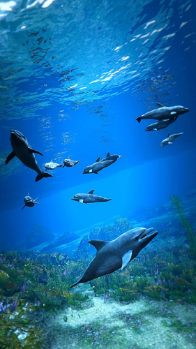 Дельфины в GTA Online. Фото: xMiami455x