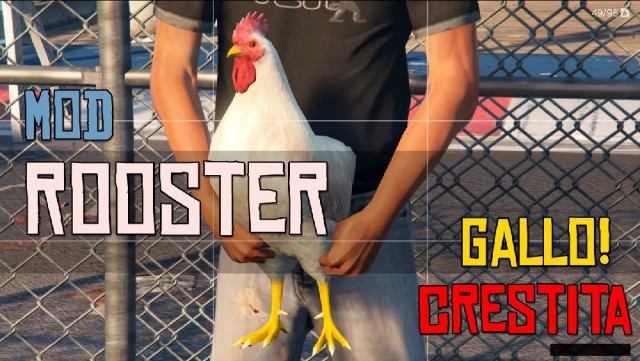 Rooster-Gallo